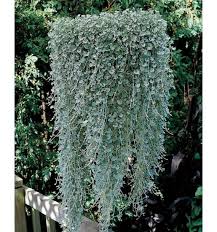 Plantes et fleurs de plein soleil vivaces ou annuelles: 7 Idees De Plantes Qui Retombent Plantes Retombantes Fleurs Retombantes Plante