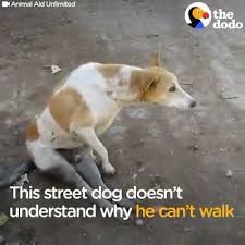 Street Dog Rescued By Kind Rescued Team Rescue Dog Kind Rescue Rescued Street Team Street Dogs Cute Animals Funny Animals