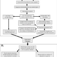 Flow Chart Of Genetic Considerations For Creating A Captive