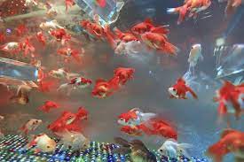 Itulah 10 ternak ikan paling menguntungkan yang bisa dicoba. 15 Bisnis Ikan Hias Yang Laris Pembeli Mudah Dan Menguntungkan Investasi Untung