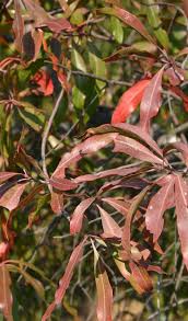 Image result for Faurea saligna