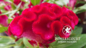 Celosia Twisted Celosia Is An Annual Flower Whose Silky Blooms Get Attention Wherever They Grow With A Wide Choice Of Appea Annual Flowers Flower Spike Flowers