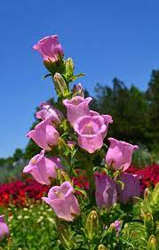 Pin On Flowers