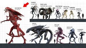 It has also been noted that queens display numerous signs of extreme muscle density; Xenomorph Size Comparison Youtube