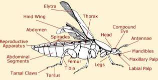 It is a synthetic chemical similar to the natural insecticide pyrethrum which comes from the chrysanthemum plant, but it remains effective for longer periods of time Beetle Anatomy Species Anatomy Pictures Diagram