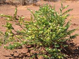 Image result for Maerua bussei