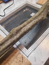 Image result for Homalium abdessammadii