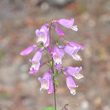 Image result for Heterotis canescens