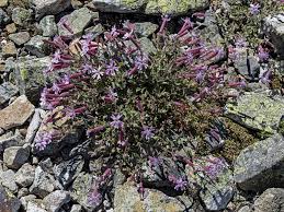 Image result for Silene kiwuensis