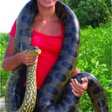 More video giant anaconda giant anaconda attacks boat. Pdf Observations On The Natural History Of The Green Anaconda Eunectes Murinus Linnaeus 1758 From The Venezuelan Llanos An Ecotouristic Perspective