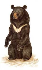 Asiatic Black Bear Range Map Pin By Cheryl Bedell On Bees And Bears Asiatic Black Bear Bear Illustration Bear Sketch