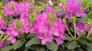 A beautiful larger rhododendron known for the large, lilac colored flowers. Rhododendron Roseum Elegans Stunning Large Flowers On This Reliable Native Evergreen Youtube