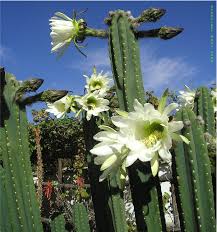 5 san pedro cactus growing needs. Cochabamba Bolivia Trichocereus Pachanoi Troutsnotes San Pedro Cacti Echinopsis Pachanoi Cactus