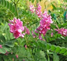 Image result for Indigofera adenoides