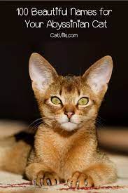 100 Abyssinian Cat Names That Are As Beautiful As Your Kitty In 2021 Abyssinian Cats Cat Names Abyssinian Kittens