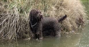Bred to hunt waterfowl, the breed developed a reputation for its flawless sense of smell and powers of concentration. Lagotto Romagnolo Breeders Australia Lagotto Romagnolo Info Puppies