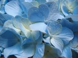 Flowers Background Wallpapers Flower Backgrounds In 2020 Blue Hydrangea Flowers Beautiful Flowers Wallpapers Blue Hydrangea