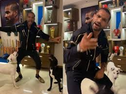 Магазин домашних животных в варанаси. Watch Shikhar Dhawan Grooves To Shehnaaz Gill S Dialogues Leaves Kl Rahul In Splits
