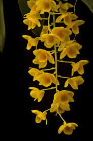 Dendrobium Guibertii Orchids Forum Dendrobium Orchids Orchids Bloom