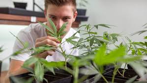 This is a good method for people who are short on time and need short plants due to height restrictions. This Is How You Grow Marijuana At Home Watch News Videos Online