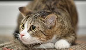 Katzen orientieren sich an geruch und aussehen der landschaft. Wie Werden Angstliche Katzen Zutraulich