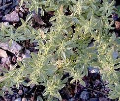 Image result for Guilleminea densa