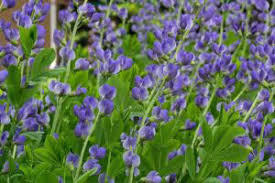 Image result for Indigofera glaucifolia