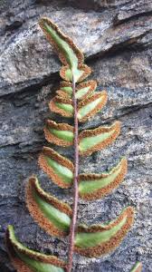 Image result for Pellaea boivinii