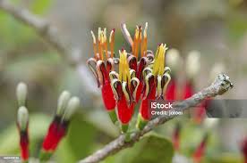 Image result for Loranthaceae