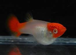 Ca Bay Mau Koi Ikan