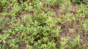 Image result for Justicia exigua