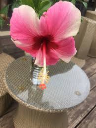 Image result for Hibiscus noldeae