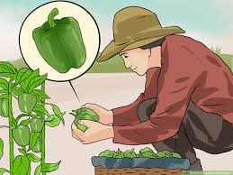 85 days to maturity, sweet, good pickler, heirloom 3. How To Grow Green Bell Peppers 15 Steps With Pictures Wikihow