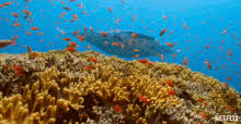 Also, a part of the coral triangle, the reefs in the solomon islands contain around 494 coral species, making the solomon islands one of the most diverse coral systems in the world. Coralreef Gifs Tenor