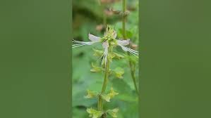 Image result for Ocimum filamentosum