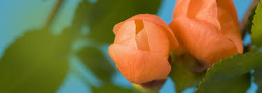 See 9,482 tripadvisor traveler reviews of 299 pueblo restaurants and search by cuisine, price, location, and more. All Obituaries Angelus Chapel Mortuaries Pueblo Co Funeral Home And Cremation