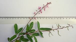 Image result for Desmodium incanum