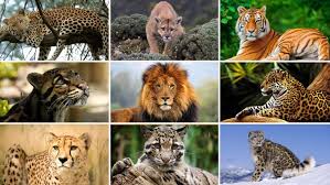 Leopards, cheetahs, jaguars, lions, snow leopards, and tigers. August 10 Is Dedicated To The Conservation Of Which Big Cat Listed As An Endangered Species In The Iucn Red List