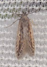 Image result for Scrobipalpula diffluella