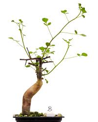 Image result for Commiphora