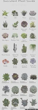 Cactus plant types and names. Cactus Varieties Names And Pictures