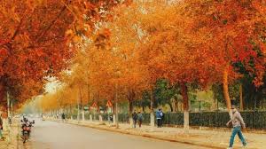 Con đường Hà Nội mùa thu với lá vàng trên vỉa hè