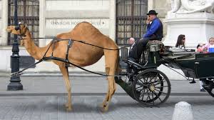 #wien #fiaker #schönbrunn #kutsche #pferde #pferdekutsche. Erderwarmung Fiaker Steigen Von Pferden Auf Kamele Um