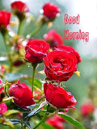 We all love good morning images! 92 Good Morning Wishes With Rose