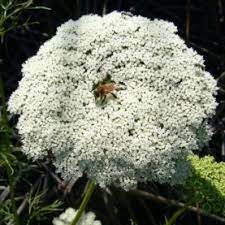 Khella Essential Oil Stillpoint Aromatics