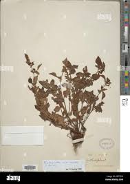 Image result for Platostoma africanum