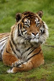 A pesar de los rumores sobre su partida, tuca ferretti actúa con normalidad en tigres (youtube.com). Cuanto Sabes Sobre El Tigre De Sumatra