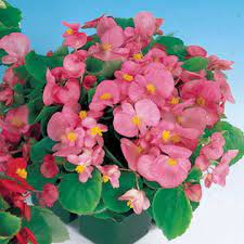 Pizzazz Pink Begonia Seeds From Park Seed