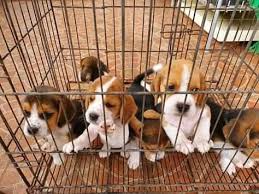 Any breed will do, as long as it is hdb compliant. Beagle Puppies Breed Ads July Clasf
