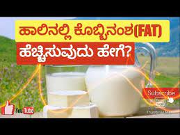 How To Increase Fat Percentage Of Milk In Dairyfarming Hainugarike Hasu Emme Sakanike Karnataka Youtube